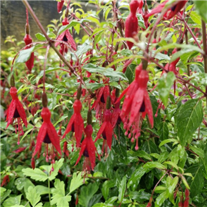 Fuchsia (Hardy) Magellanica 'Ports Famine'